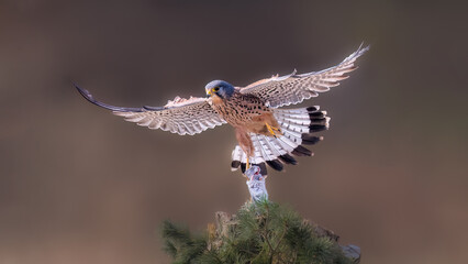 Fototapeta premium dragonfly on a branch