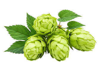 Fototapeta premium Green hop cones and leaves isolated on transparent background