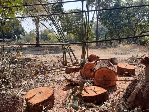 The condition of the trees that were cut into blocks - Powered by Adobe