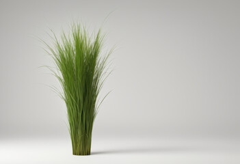 A bundle of Durwa Bermuda grass replicates the space against a white background