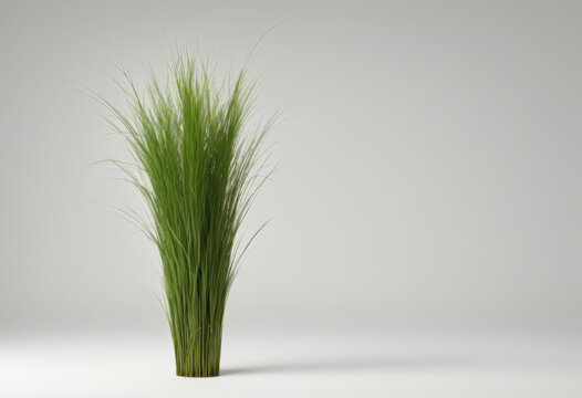 A bundle of Durwa Bermuda grass replicates the space against a white background
