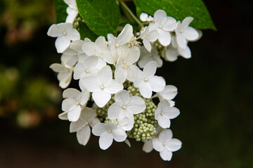 wet hydrangea in the rainy garden