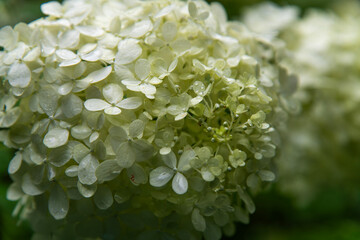 wet hydrangea in the rainy garden