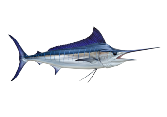 Mounted Blue Marlin isolated against a transparent background