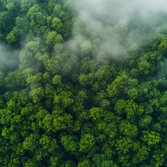 Aerial View of Lush Green Forest Canopy with Wisps of Fog, Creating a Mystical Landscape