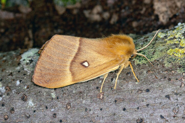 Eichenspinner, Lasiocampa quercus, Niederlande, Schouwen-Duiveland, Renesse,2024/08/27 19:16:53