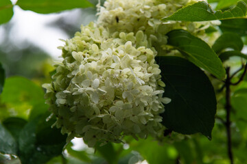 wet hydrangea in the rainy garden