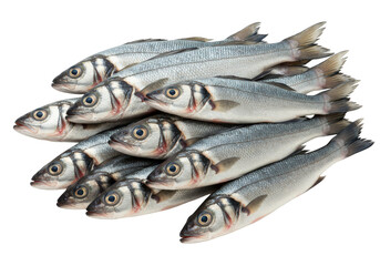 Obraz premium Sea bass, school of seabass fish isolated on transparent background