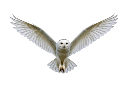 The white owl is spreading its wings and flying isolated on a transparent background