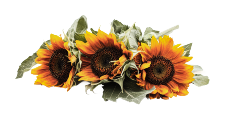 Vibrant sunflowers arranged beautifully for celebrating summer joy and brightening any design project, cut out