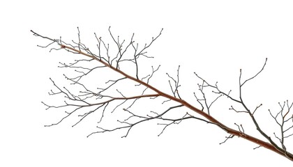 Obraz premium Intricate, bare branches isolated against a pure white backdrop, rustic, element