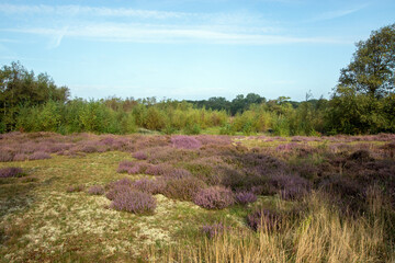 Heidelandschaft, Niederlande, Schouwen-Duiveland, Renesse,2024/08/29 09:53:48