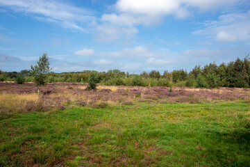 Heidelandschaft, Niederlande, Schouwen-Duiveland, Renesse,2024/08/29 09:53:48