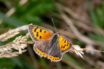 Lycaena phlaeas, Kleiner Feuerfalter, Niederlande, Schouwen-Duiveland, Renesse,2024/08/29 13:09:37