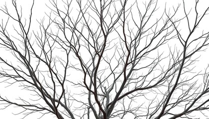Bare, intricately branched tree limbs against a pure white backdrop, flora, pattern