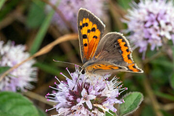 Lycaena phlaeas, Kleiner Feuerfalter, Niederlande, Schouwen-Duiveland, Renesse,2024/08/29 13:36:36