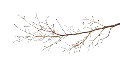 Fototapeta premium Delicate, bare branches isolated against a pure white backdrop, woody plant, natural