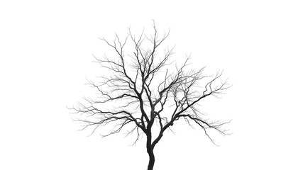 Obraz premium Lone deciduous tree, stark branches against pure white, plant, image