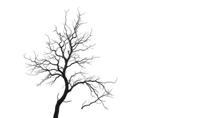 Fototapeta premium Lone tree, stark branches against pure white backdrop, ecology, botany