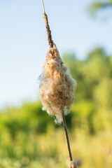 Cattail fruits.Typha,cattail. Perennial freshwater aquatic herb