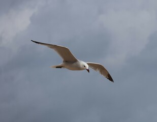 seagull in flight