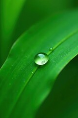 Single tiny water drop on a green tropical leaf blade, water, single, tiny