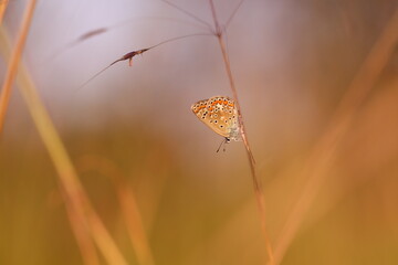 una farfalla licenide al tramonto
