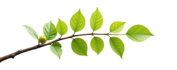 Obraz premium A branch with a unique shape isolated on a white background, branch, nature, tree