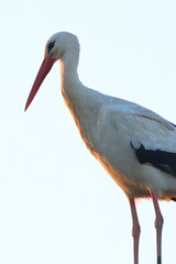 la signora della sera