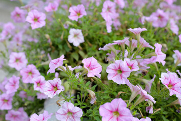Blooming pink and white surfinia flowers