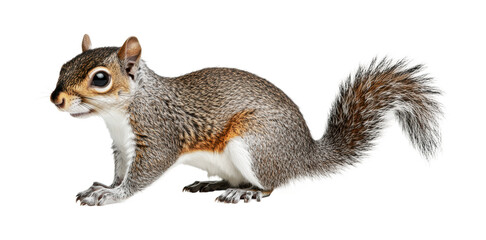 Obraz premium Squirrel in a playful pose ready to explore the outdoors during sunny spring days for nature enthusiasts and wildlife lovers, cut out