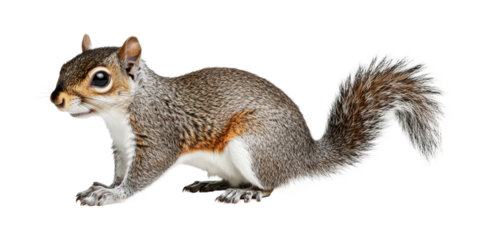 Squirrel in a playful pose ready to explore the outdoors during sunny spring days for nature enthusiasts and wildlife lovers, cut out