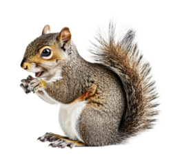 Cute squirrel enjoying a snack in natural habitat during autumn season, cut out