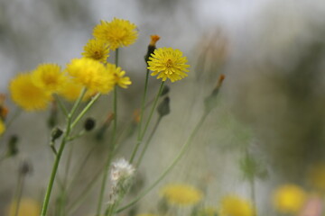 fiori gialli di tarassaco in primavera
