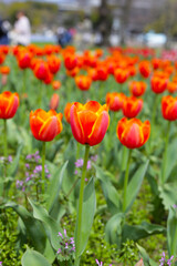 Beautiful tulip flower garden. The Expo 70 Commemorative Park, Osaka, Japan