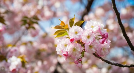 Obraz premium Beautiful cherry blossoms in full bloom against a clear blue sky
