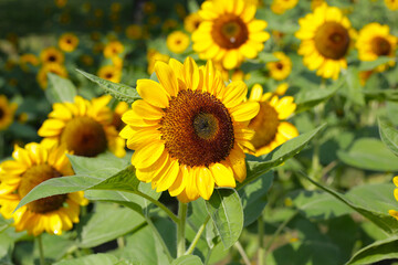 Fototapeta premium Blooming sunflower fields. Beautiful yellow flower