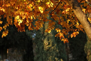 foglie nel bosco in autunno