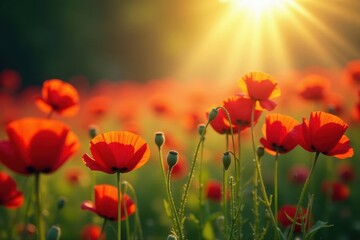Fototapeta premium Sunbeams illuminate a sea of poppies, swaying gently , golden, beautiful