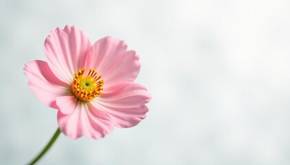 A delicate flower in full bloom against a white background with subtle texture, botanical, delicate, soft