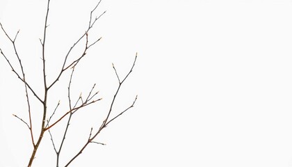 Obraz premium Delicate, bare branches isolated against a pure white backdrop, shadowless, fragile