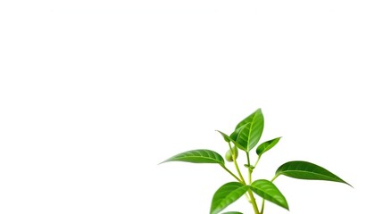 Fototapeta premium Single vibrant green plant, isolated on pure white, clean, greenery