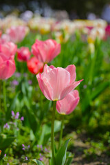Beautiful tulip flower garden. The Expo 70 Commemorative Park, Osaka, Japan