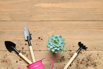 Gardening rake, shovels, watering can and plant on wooden background