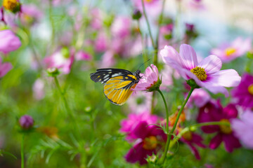 A beautiful butterfly in the garden