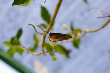 A beautiful butterfly in the garden