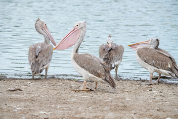 A pelican bird in its natural habitat at the Bangkok Open Zoo in Thailand.