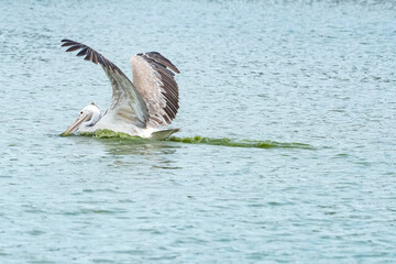 A pelican bird in its natural habitat at the Bangkok Open Zoo in Thailand.