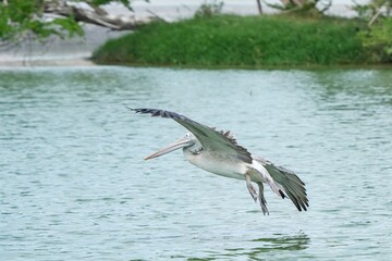 A pelican bird in its natural habitat at the Bangkok Open Zoo in Thailand.