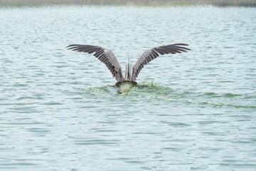 A pelican bird in its natural habitat at the Bangkok Open Zoo in Thailand.